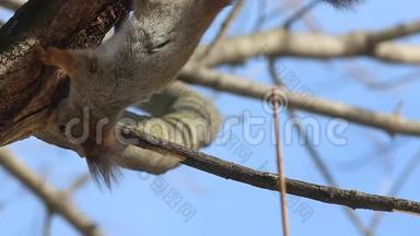 红松鼠或欧亚红松鼠，sciurusvulgaris紧贴在树枝上舔舐.. <strong>三月初春</strong>